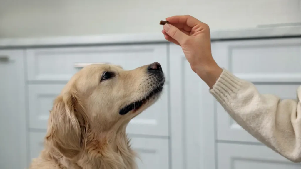 Vitaminas Lipossolúveis Hidrossolúveis para Pets: Guia Essencial 2 Vitaminas Lipossolúveis Hidrossolúveis para Pets