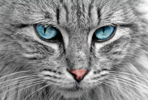 Alergias alimentares em gatos como identificar e o que fazer