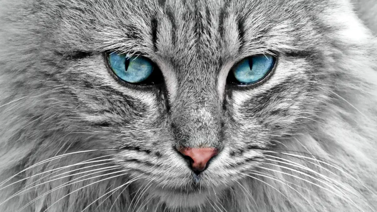 Alergias alimentares em gatos como identificar e o que fazer