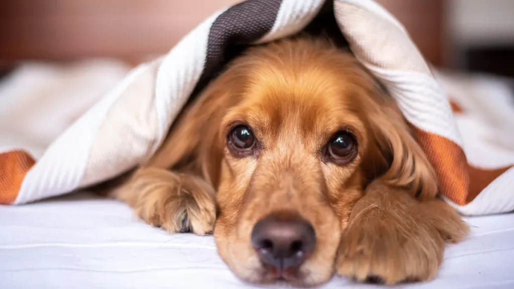 Bem-estar animal: o que é e por que transforma a vida dos pets 2 Bem-estar animal