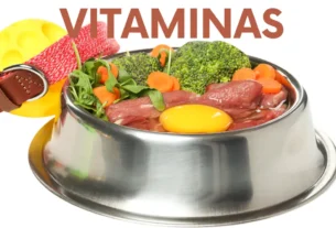 Como fortalecer a imunidade do pet naturalmente e de forma eficaz