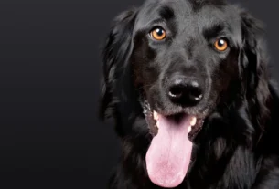 Estresse em animais domésticos
