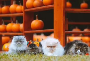 GATO PERSA