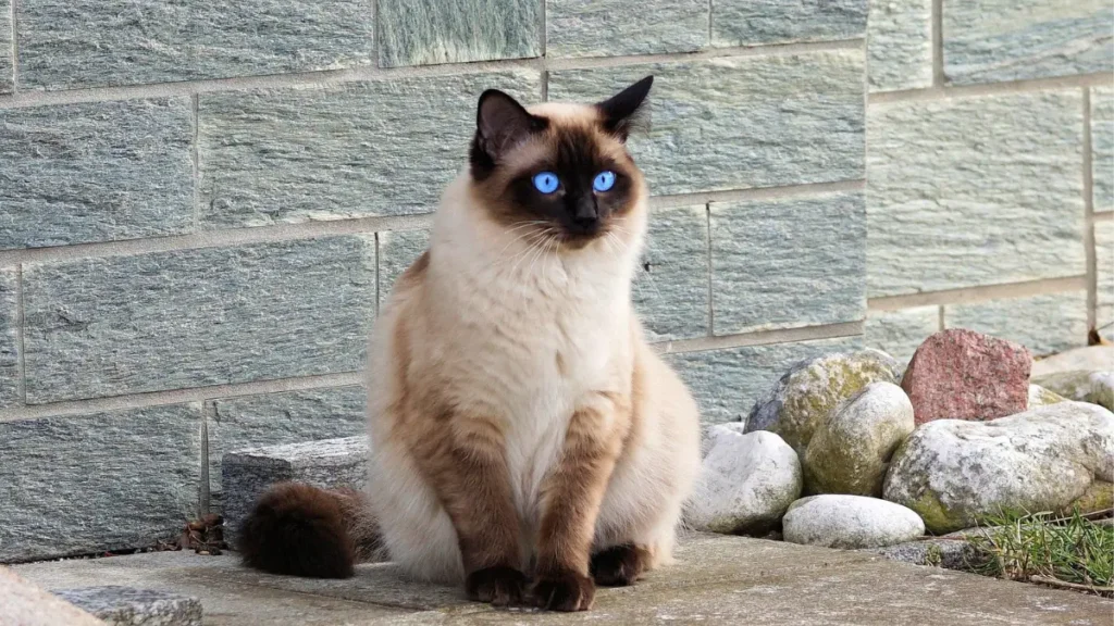 Gato Siamês: saúde, temperamento e cuidados essenciais 2 GATO SIAMES