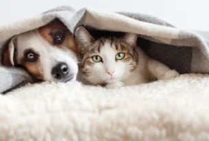 Qual o melhor suplemento calmante para cães ansiosos