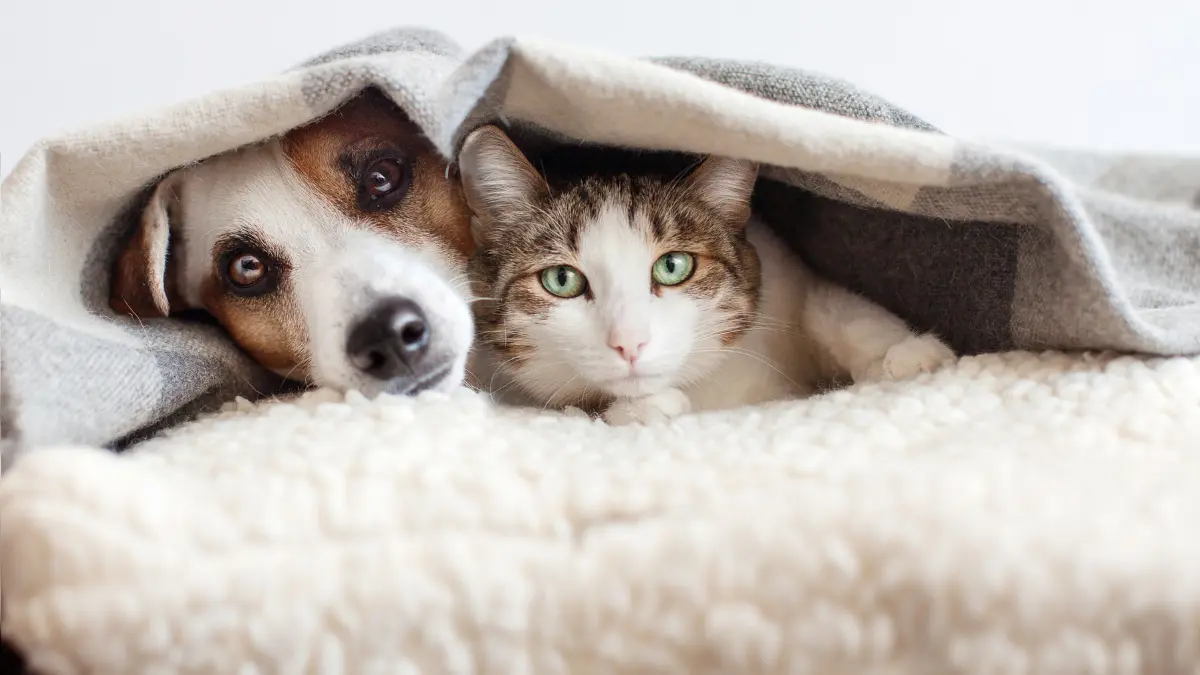 Qual o melhor suplemento calmante para cães ansiosos