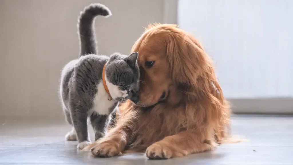 Qual o melhor suplemento calmante para cães ansiosos 2 Qual o melhor suplemento calmante para cães ansiosos