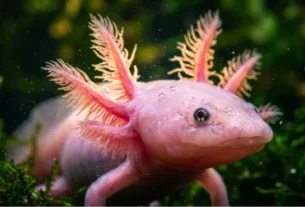 Axolote