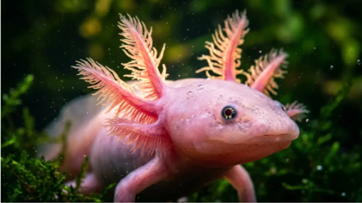 Axolote