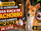 Basenji Não Late
