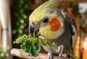 Calopsita