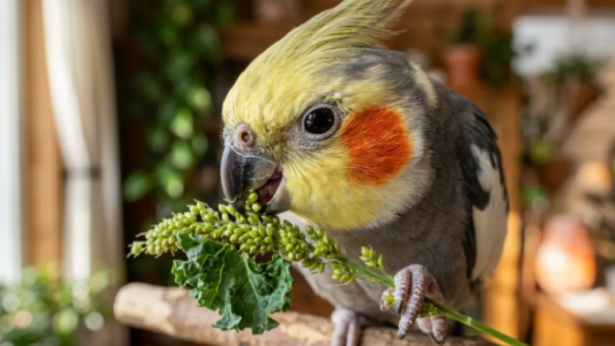 Calopsita