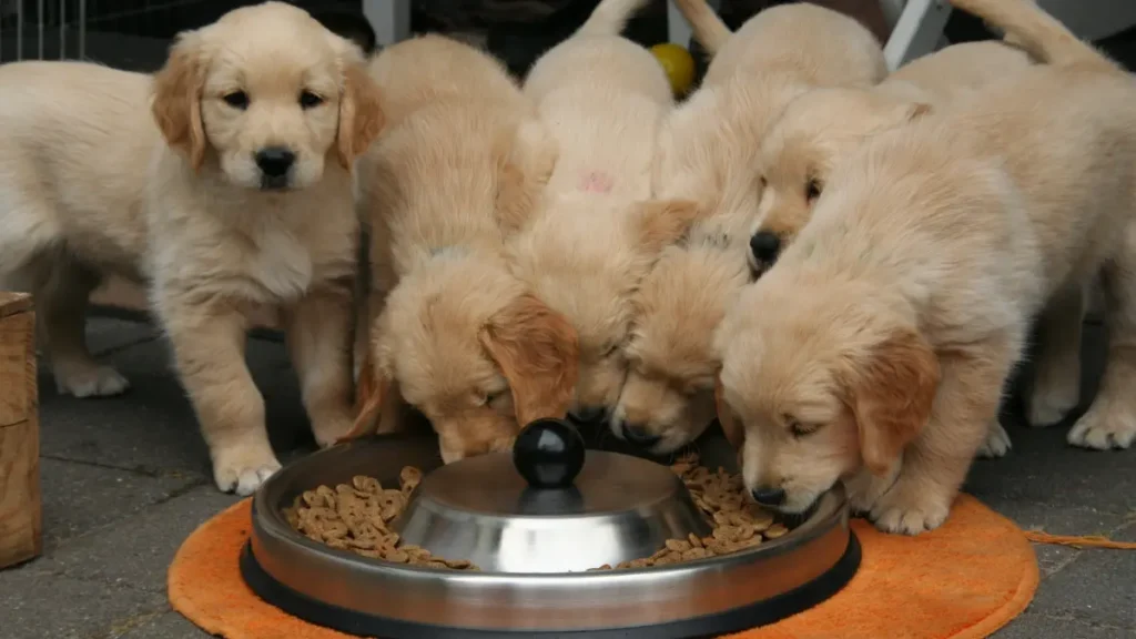 Como escolher a ração certa para o seu cachorro por fase de vida 2 Como escolher a ração certa