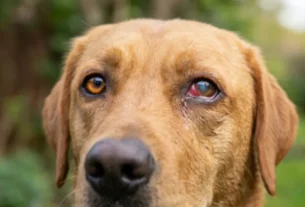 Doenças oculares em cães