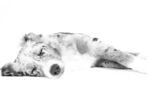 Por que seu pet morre enquanto dorme