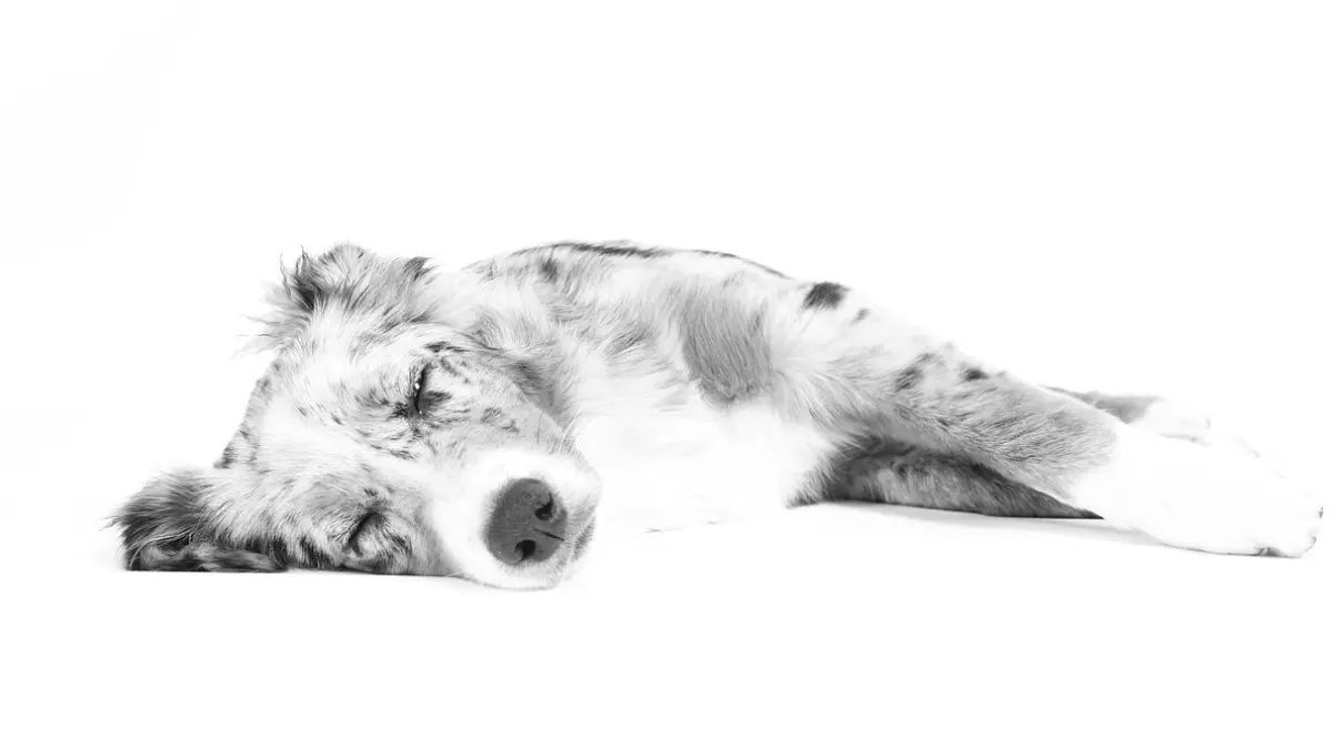 Por que seu pet morre enquanto dorme
