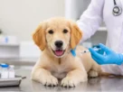 Vacinação em Cães