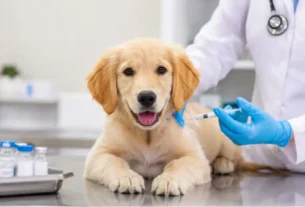 Vacinação em Cães