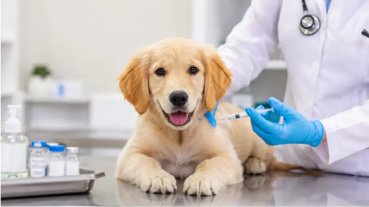 Vacinação em Cães: Calendário Completo e Dúvidas Frequentes 1 Vacinação em Cães
