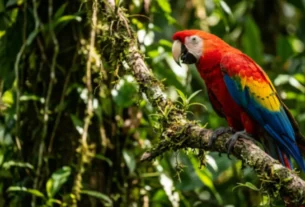 Aves que conversam com você