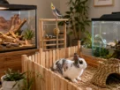 Pets Exóticos: Guia Completo para Iniciantes
