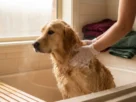 Como dar banho em cachorro em casa corretamente
